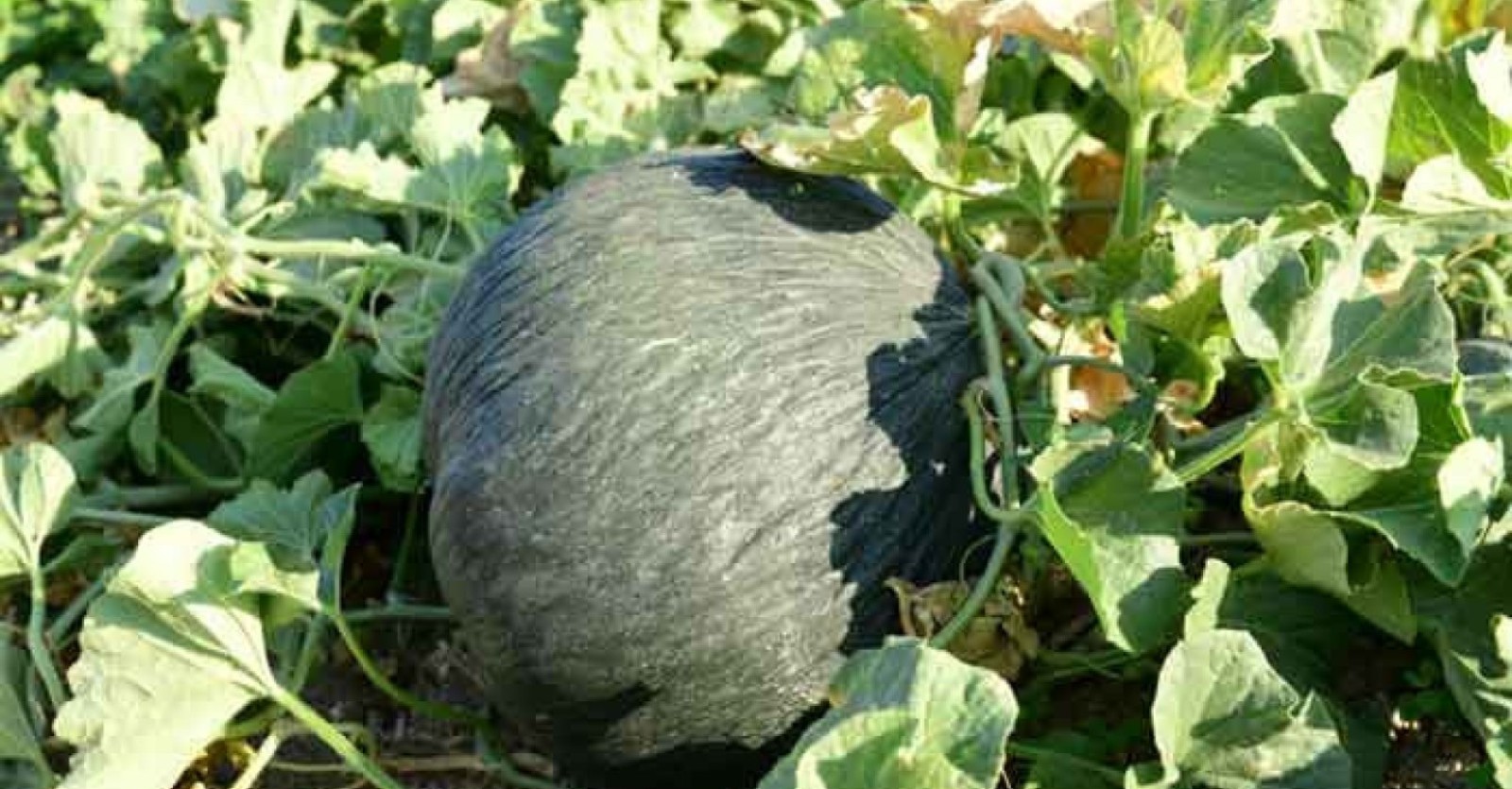 HABER ANKARA- KAHRAMANKAZAN BELEDİYESİ DUYURDU: KAZAN KAVUNU MUHTEŞEM LEZZETİYLE SOFRALARA GERİ DÖNÜYOR!