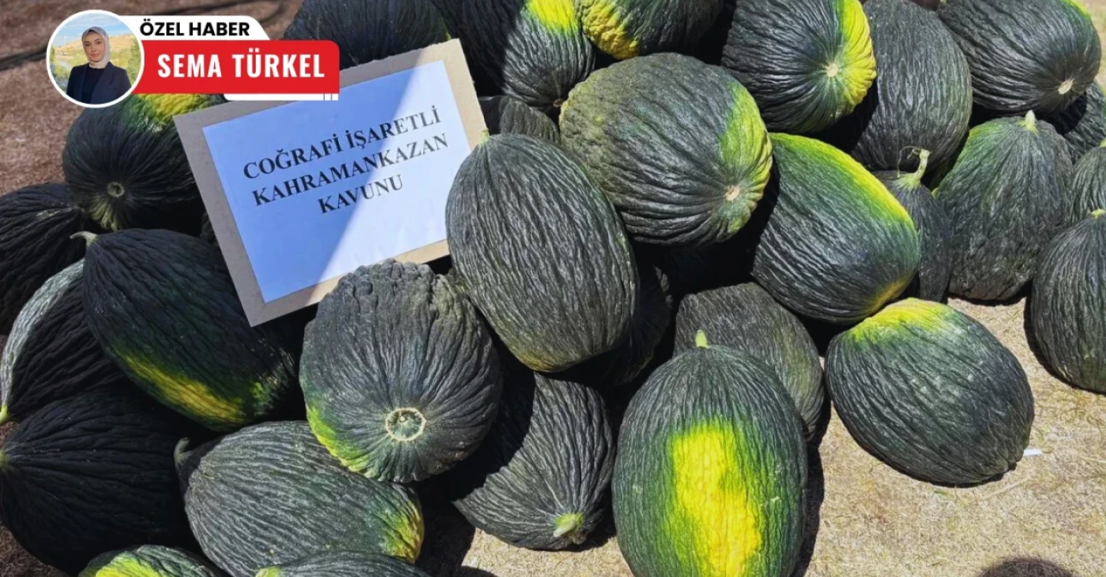 POLATLI POSTASI-KAHRAMANKAZAN'IN MEŞHUR KAVUNU ATA TOHUMLARIYLA HAYAT BULDU