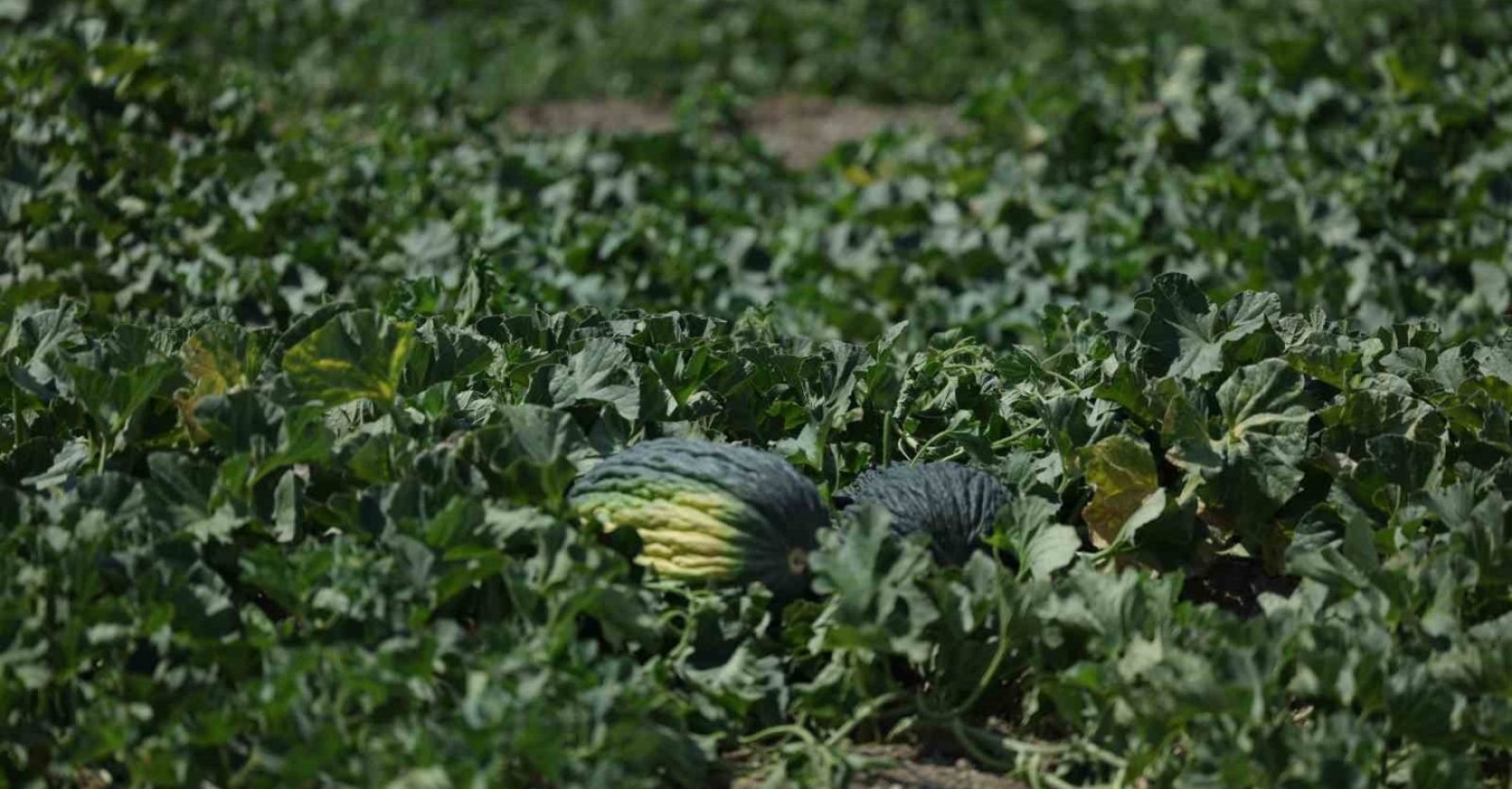 İHA-KAHRAMANKAZAN KAVUNU İÇİN UMUTLAR YEŞERDİ