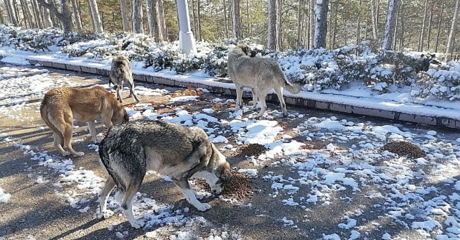 BEYAZ HABER AJANSI-SOĞUK KIŞ GÜNLERİNDE CAN DOSTLAR UNUTULMADI