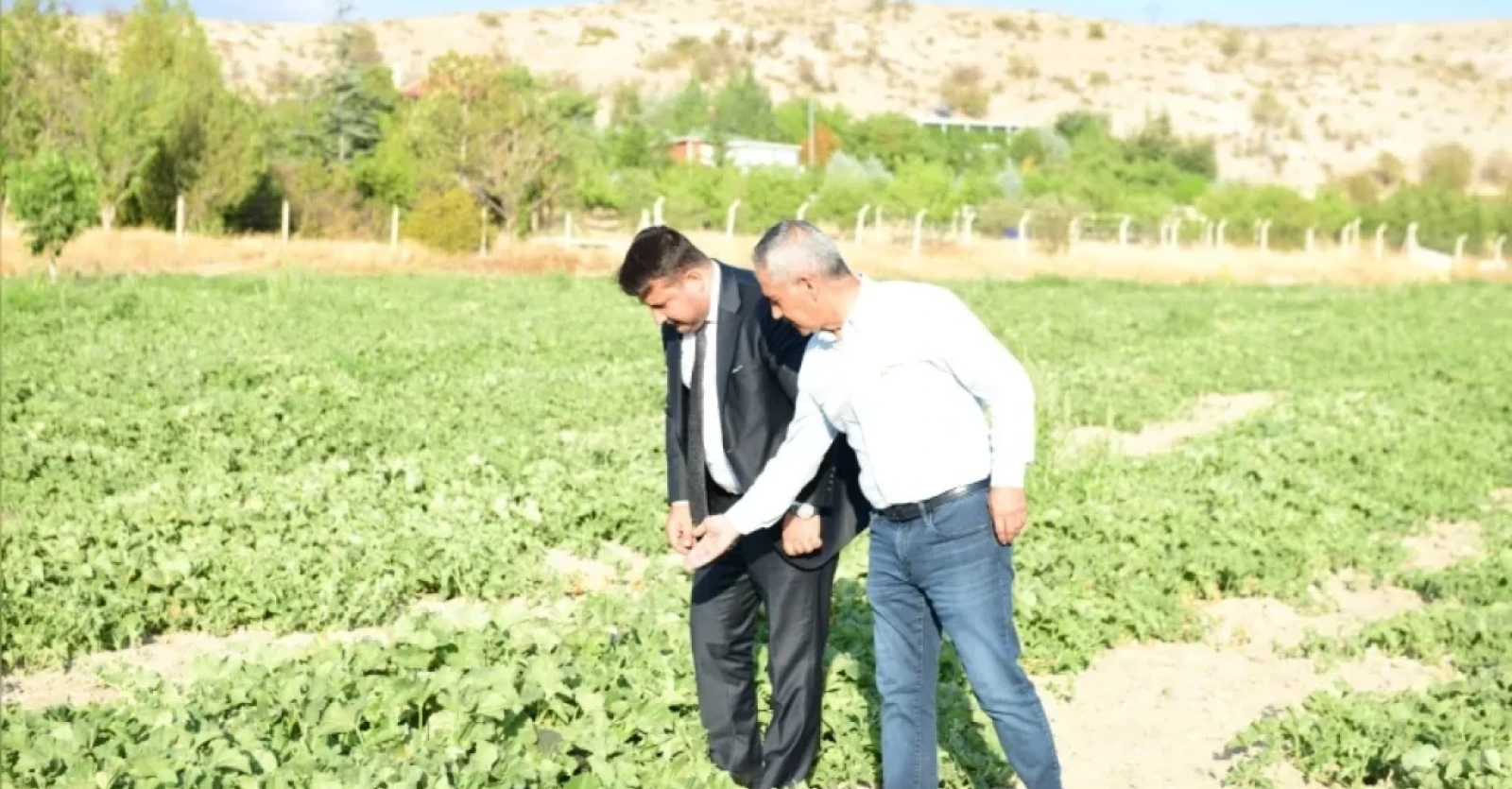CUMHUR HABER AJANSI-COĞRAFİ İŞARETLİ MEŞHUR KAZAN KAVUNU YENİDEN SOFRALARA DÖNÜYOR, İLK HASAT FESTİVALDE YAPILACAK