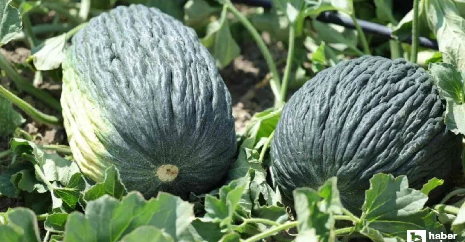 HABER ANKARA-KAHRAMANKAZAN BELEDİYESİ ÖNCÜLÜĞÜNDEKİ PROJEYLE 'KAHRAMANKAZAN KAVUNU' YENİDEN YÜZ GÜLDÜRECEK